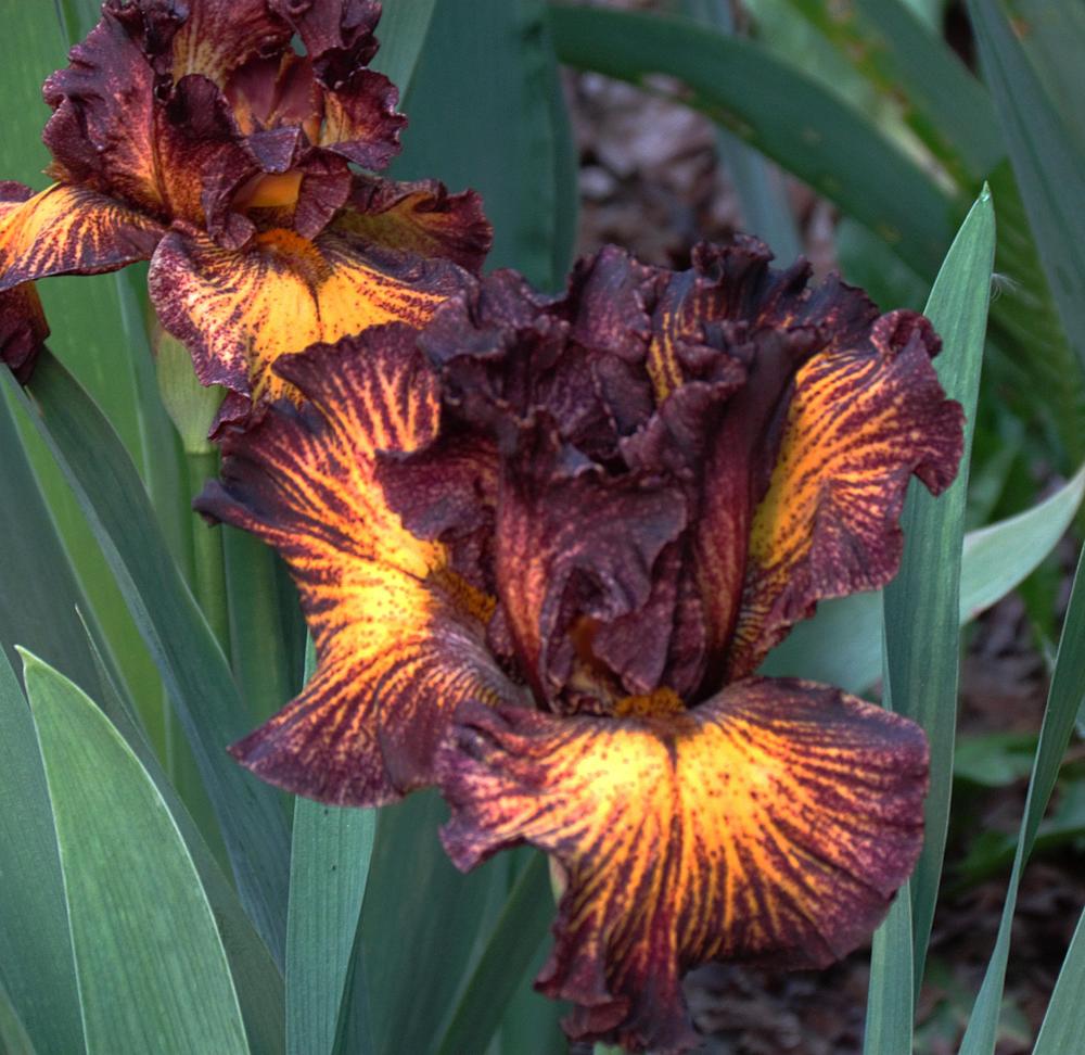 Photo of Tall Bearded Iris (Iris 'Tuscan Summer') uploaded by LynNY