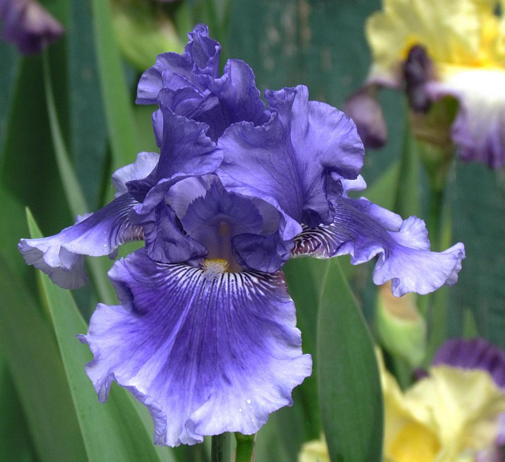 Photo of Tall Bearded Iris (Iris 'Money in Your Pocket') uploaded by LynNY