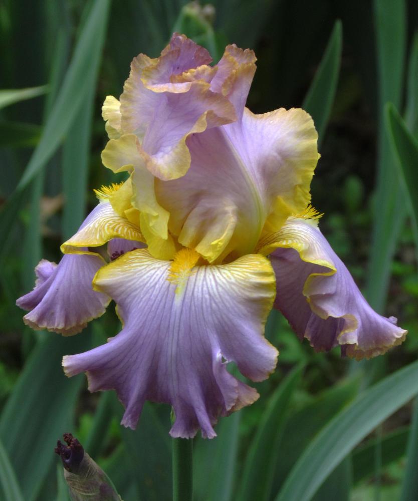 Photo of Tall Bearded Iris (Iris 'All About Spring') uploaded by LynNY