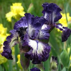 Location: My garden, Watkins Glen, NY
Date: May 2022
Seeing for the first time this season - this iris is stunning!