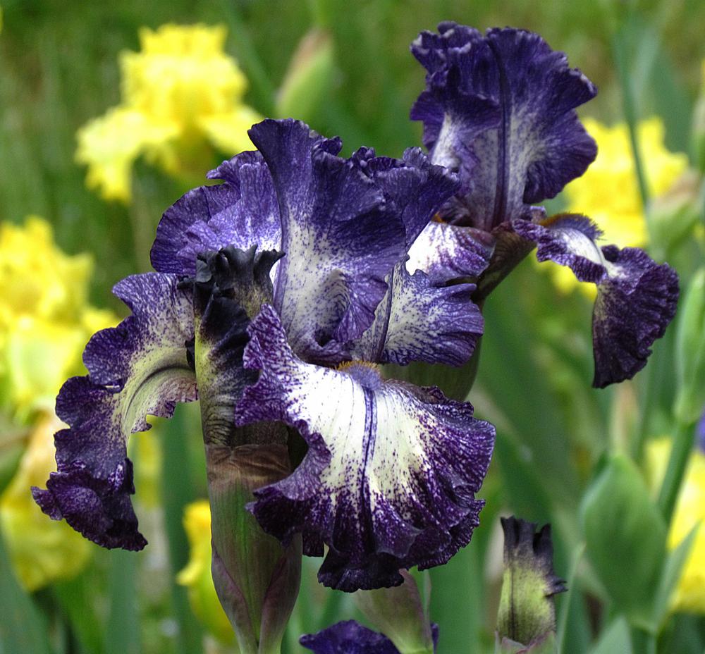 Photo of Tall Bearded Iris (Iris 'Rumor Has It') uploaded by LynNY