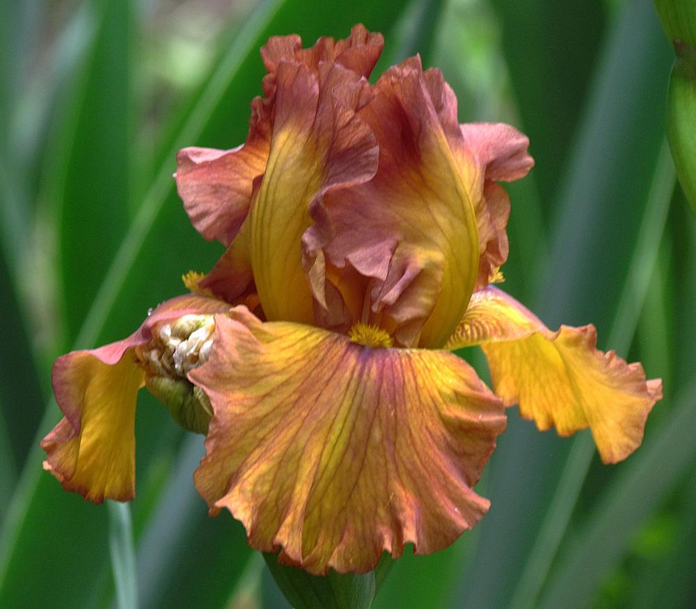 Photo of Tall Bearded Iris (Iris 'Spice Trader') uploaded by LynNY