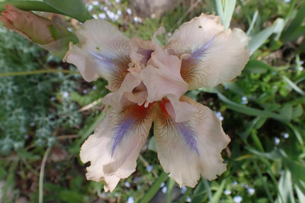 Photo of Intermediate Bearded Iris (Iris 'Concertina') uploaded by Vals_Garden