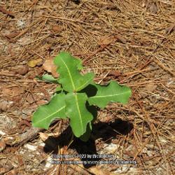Location: Aberdeen, NC Pages Lake park
Date: May 29, 2022
Clasping milkweed #195. RAB page 851, 157-1-8. AG page 339, 67-2,