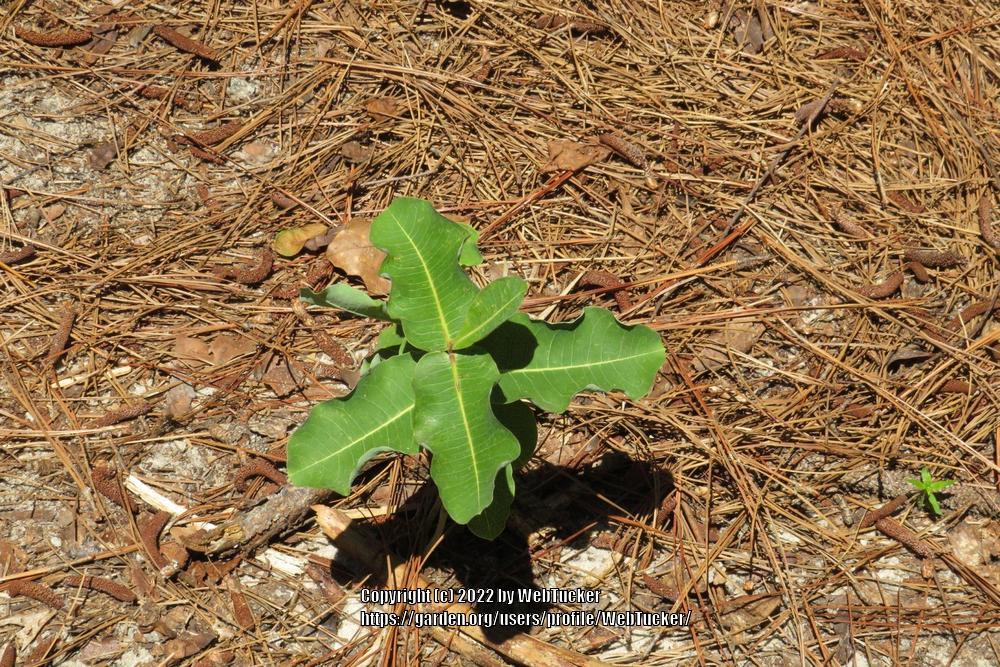 Photo of Clasping Milkweed (Asclepias amplexicaulis) uploaded by WebTucker