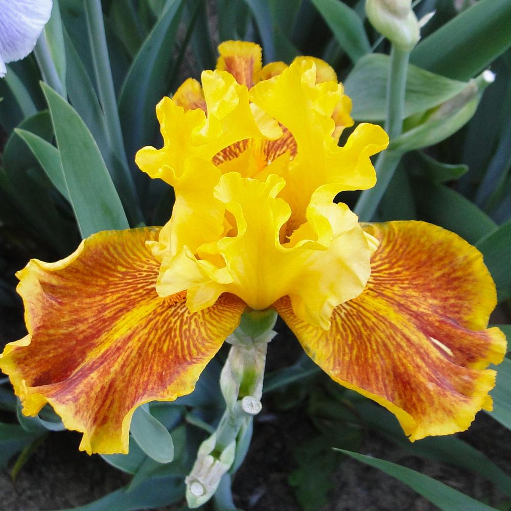 Photo of Tall Bearded Iris (Iris 'Dazzling Gold') uploaded by lauriemorningglory