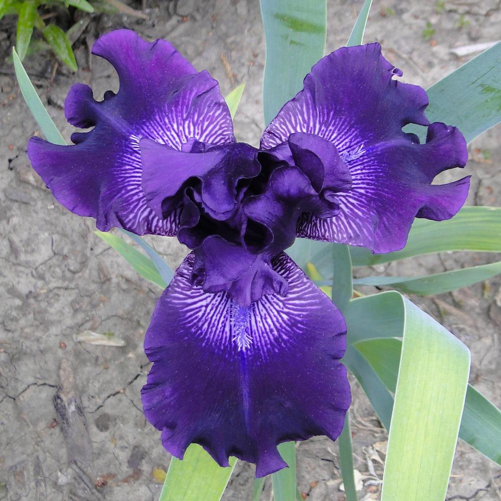 Photo of Tall Bearded Iris (Iris 'Grape Harvest') uploaded by lauriemorningglory