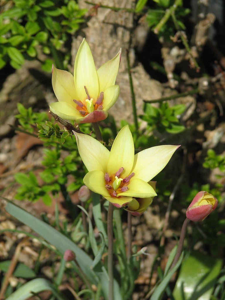 Photo of Lady Tulip (Tulipa clusiana 'Cynthia') uploaded by robertduval14