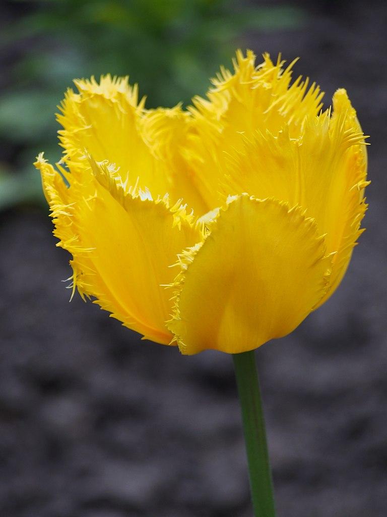 Photo of Fringed Tulip (Tulipa 'Hamilton') uploaded by robertduval14