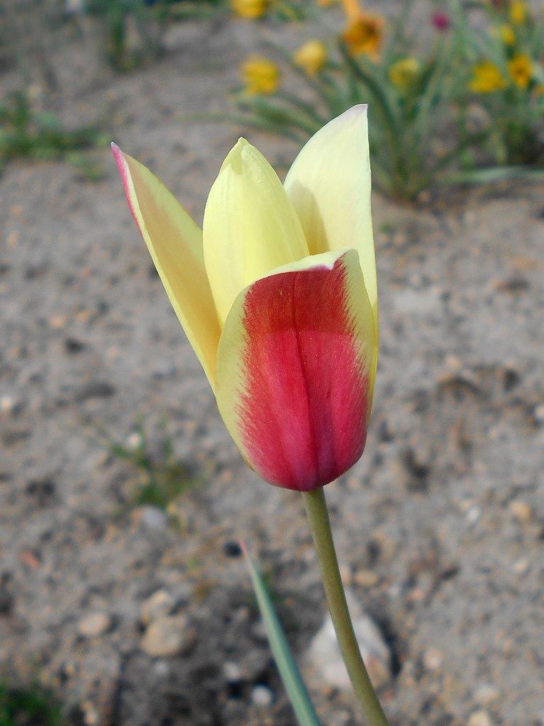 Photo of Lady Tulip (Tulipa clusiana 'Cynthia') uploaded by robertduval14