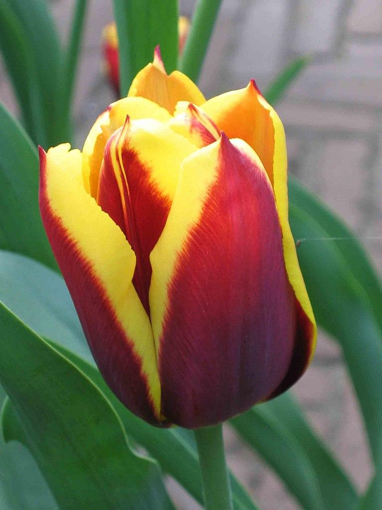 Photo of Triumph Tulip (Tulipa 'Gavota') uploaded by robertduval14