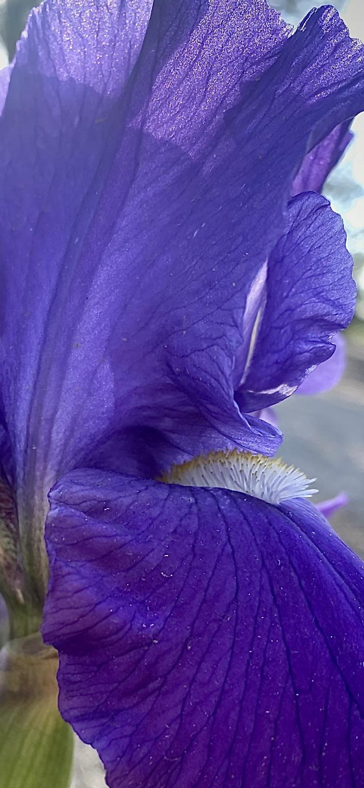 Photo of Tall Bearded Iris (Iris 'Feed Back') uploaded by ttkc4704