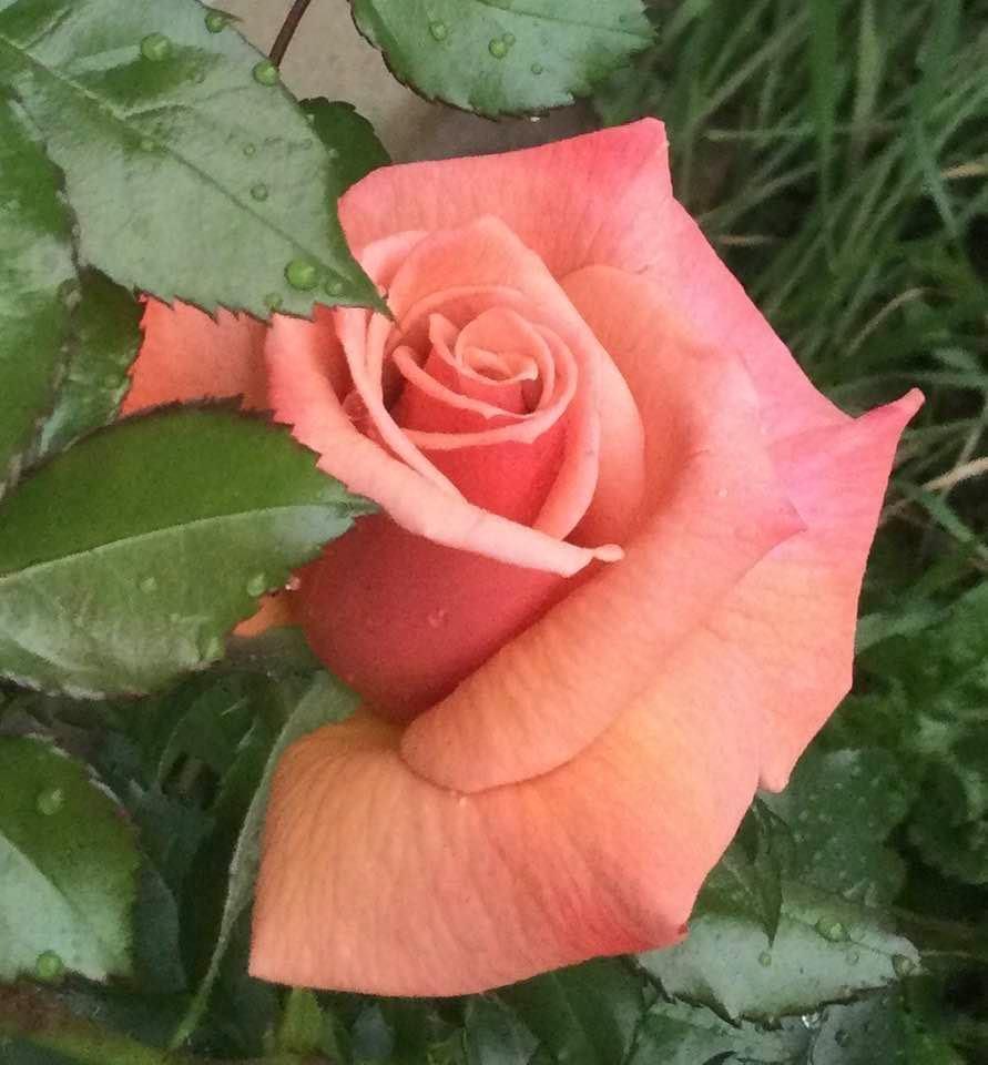 Photo of Rose (Rosa 'Remember Me') uploaded by verakay