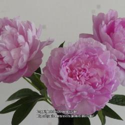 Location: Daisydo's vase
Date: 2022-05-31
Vivid Rose Peony