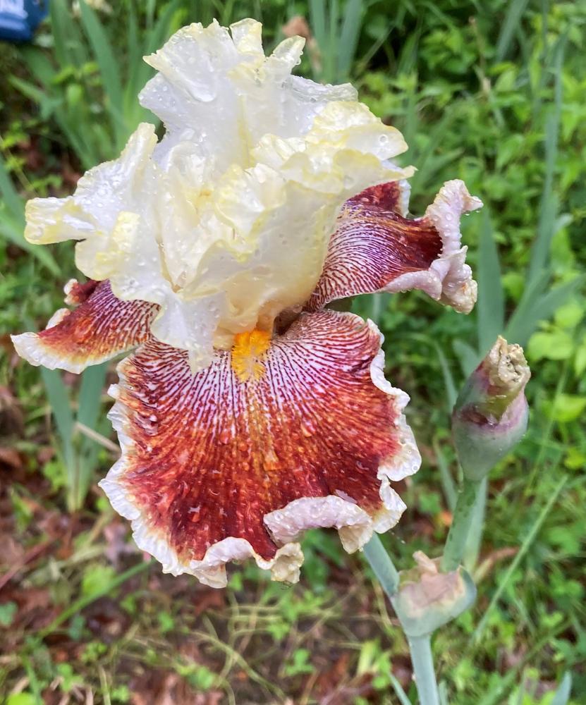 Photo of Tall Bearded Iris (Iris 'Wonders Never Cease') uploaded by DonnaKribs