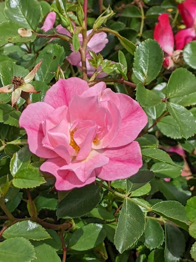 Photo of Rose (Rosa 'Flower Carpet Apple Blossom') uploaded by Joy