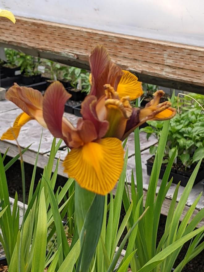 Photo of Dutch Iris (Iris x hollandica 'Lion King.') uploaded by Joy