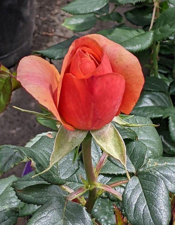Photo of Rose (Rosa 'Anna's Promise') uploaded by Joy