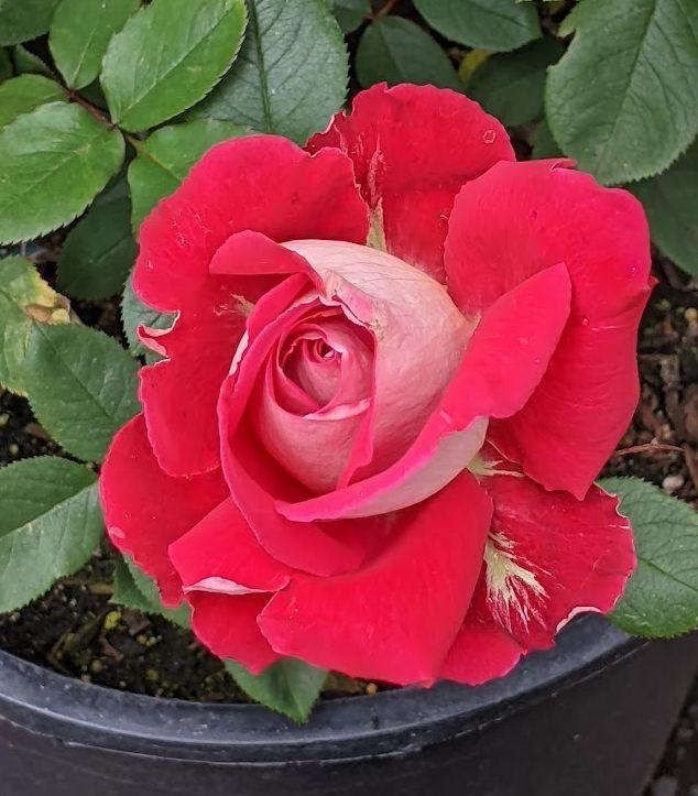 Photo of Rose (Rosa 'Love') uploaded by Joy