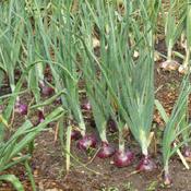 The edible onion is the swollen base of the stem