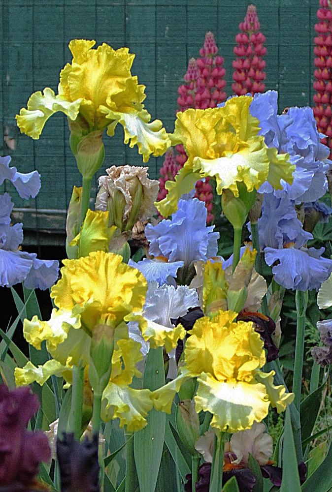 Photo of Tall Bearded Iris (Iris 'Beauty Becomes Her') uploaded by LynNY