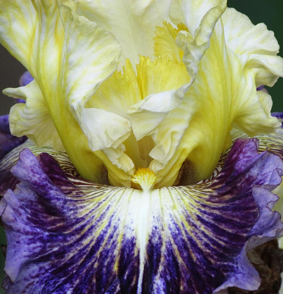 Photo of Tall Bearded Iris (Iris 'Cold Fusion') uploaded by LynNY