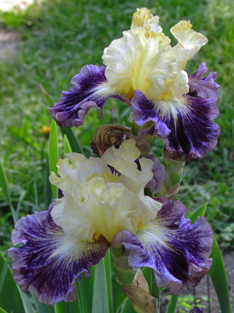 Photo of Tall Bearded Iris (Iris 'Cold Fusion') uploaded by LynNY