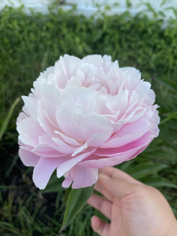 Photo of Chinese Peony (Paeonia lactifora 'Mrs. Franklin D. Roosevelt') uploaded by Minyatur