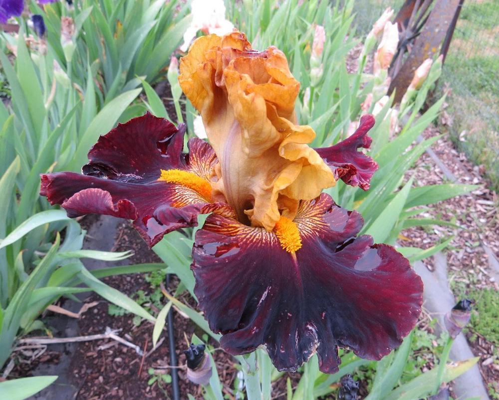 Photo of Tall Bearded Iris (Iris 'Antique Treasure') uploaded by Natalie