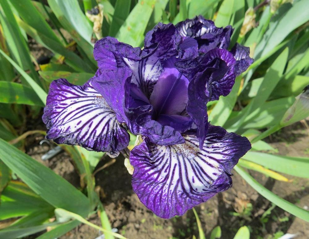 Photo of Intermediate Bearded Iris (Iris 'Line Drive') uploaded by Natalie
