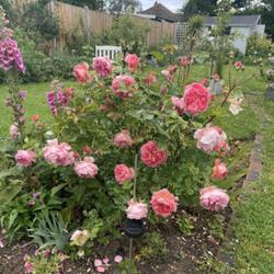 Location: My garden, Essex, UK
Date: 2022-05-29