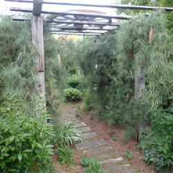 Location: My garden in Ontario, Canada
Date: 2022-05-30
Arbour with a weeping white pine each side