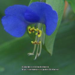 Location: Aberdeen, NC
Date: May 31, 2022
Dayflower #7; RAB p.270, 38-1-3; LHB p.197, "Named for Kaspar and