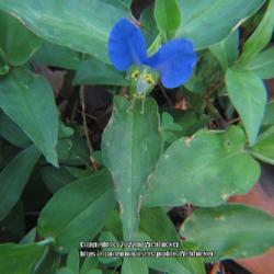 Location: Aberdeen, NC
Date: May 31, 2022
Dayflower #7; RAB p.270, 38-1-3; LHB p.197, "Named for Kaspar and