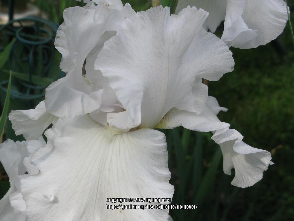 Photo of Tall Bearded Iris (Iris 'Murrah Memorial') uploaded by doglover