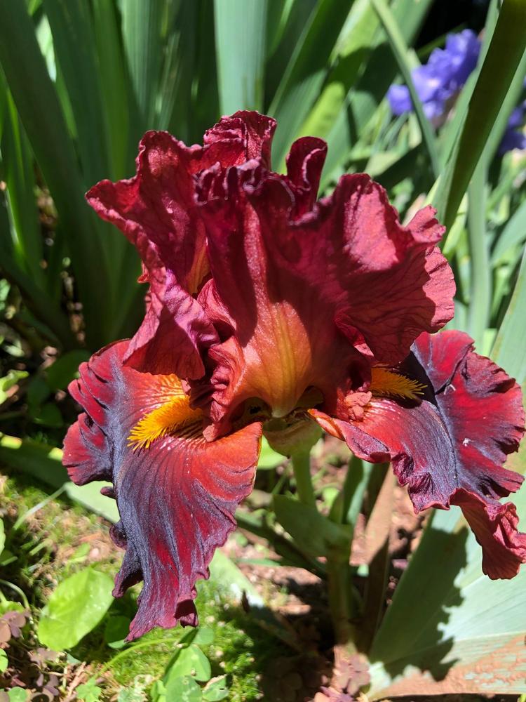 Photo of Tall Bearded Iris (Iris 'Hearts on Fire') uploaded by lharvey16