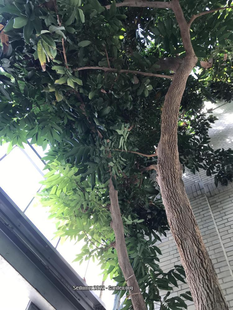 Photo of Longan (Dimocarpus longan) uploaded by sedumzz