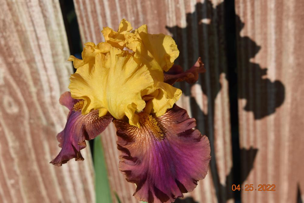 Photo of Tall Bearded Iris (Iris 'Class Clown') uploaded by trmccray