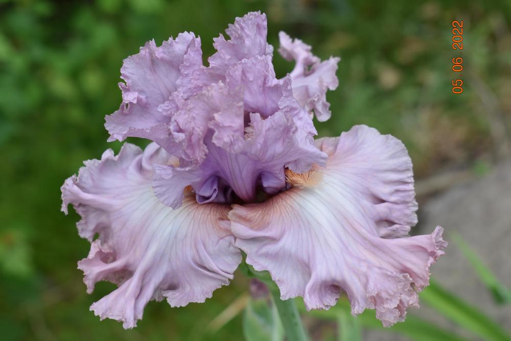 Photo of Tall Bearded Iris (Iris 'Edwardian Era') uploaded by trmccray