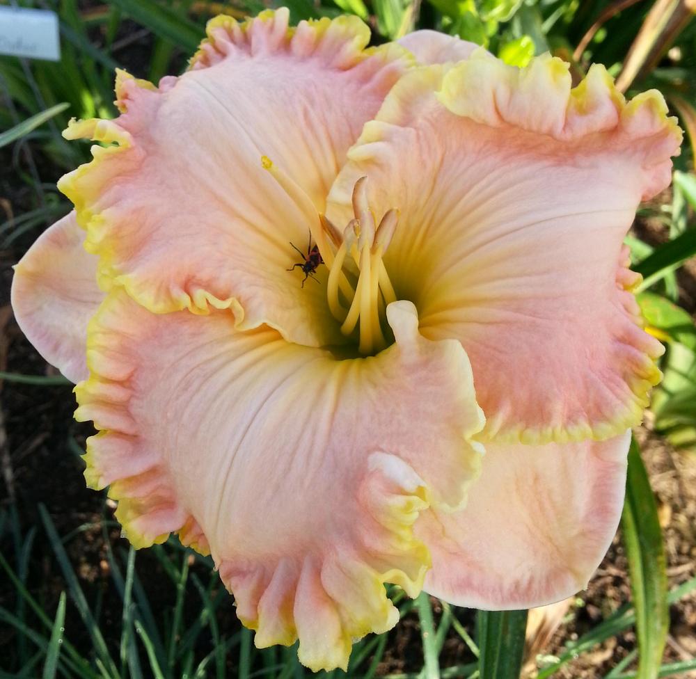 Photo of Daylily (Hemerocallis 'Queen of the Mountain') uploaded by Clmasse