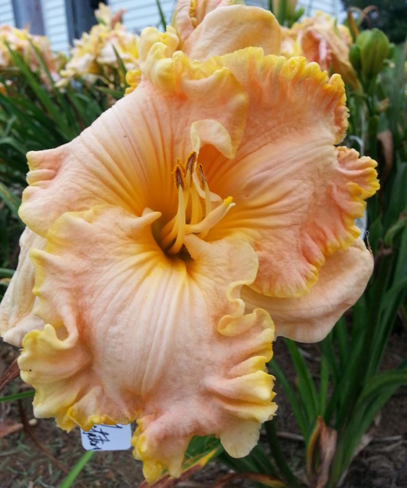 Photo of Daylily (Hemerocallis 'Queen of the Mountain') uploaded by Clmasse