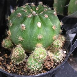 Location: My garden, Tampa, Florida
Date: 2022-05-31
My adorable cactus!