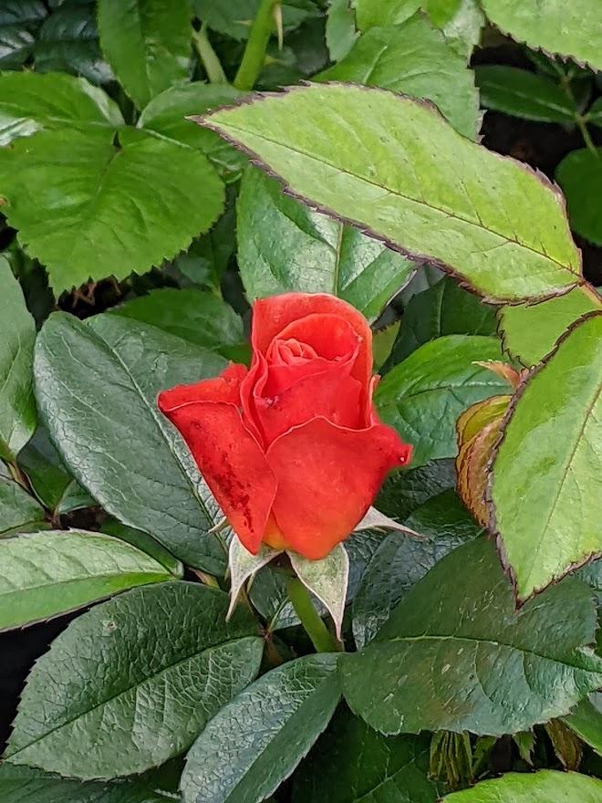 Photo of Floribunda Rose (Rosa 'Livin' Easy') uploaded by Joy