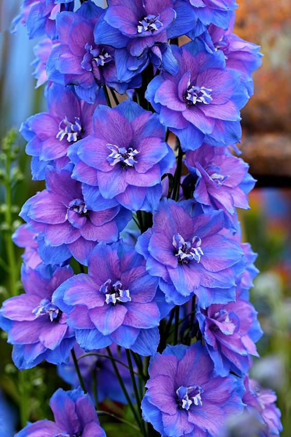 Photo of Larkspur (Delphinium elatum New Millennium™ Blue Lace) uploaded by Joy