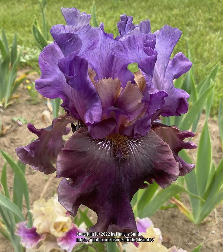 Photo of Tall Bearded Iris (Iris 'Dakota Smoke') uploaded by Lbsmitty