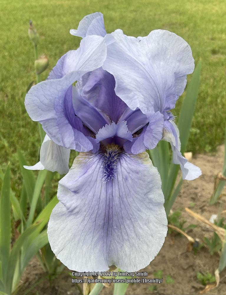 Photo of Tall Bearded Iris (Iris 'Strange Magic') uploaded by Lbsmitty