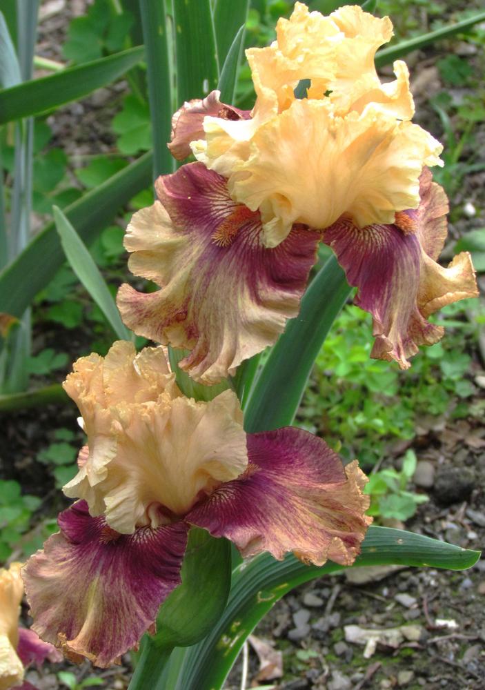 Photo of Tall Bearded Iris (Iris 'Italian Master') uploaded by LynNY