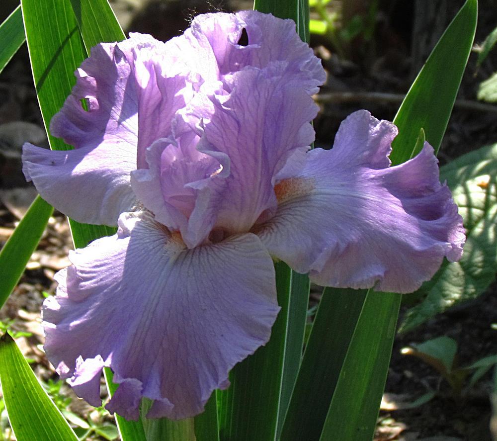 Photo of Tall Bearded Iris (Iris 'Excuse Me Darling') uploaded by LynNY