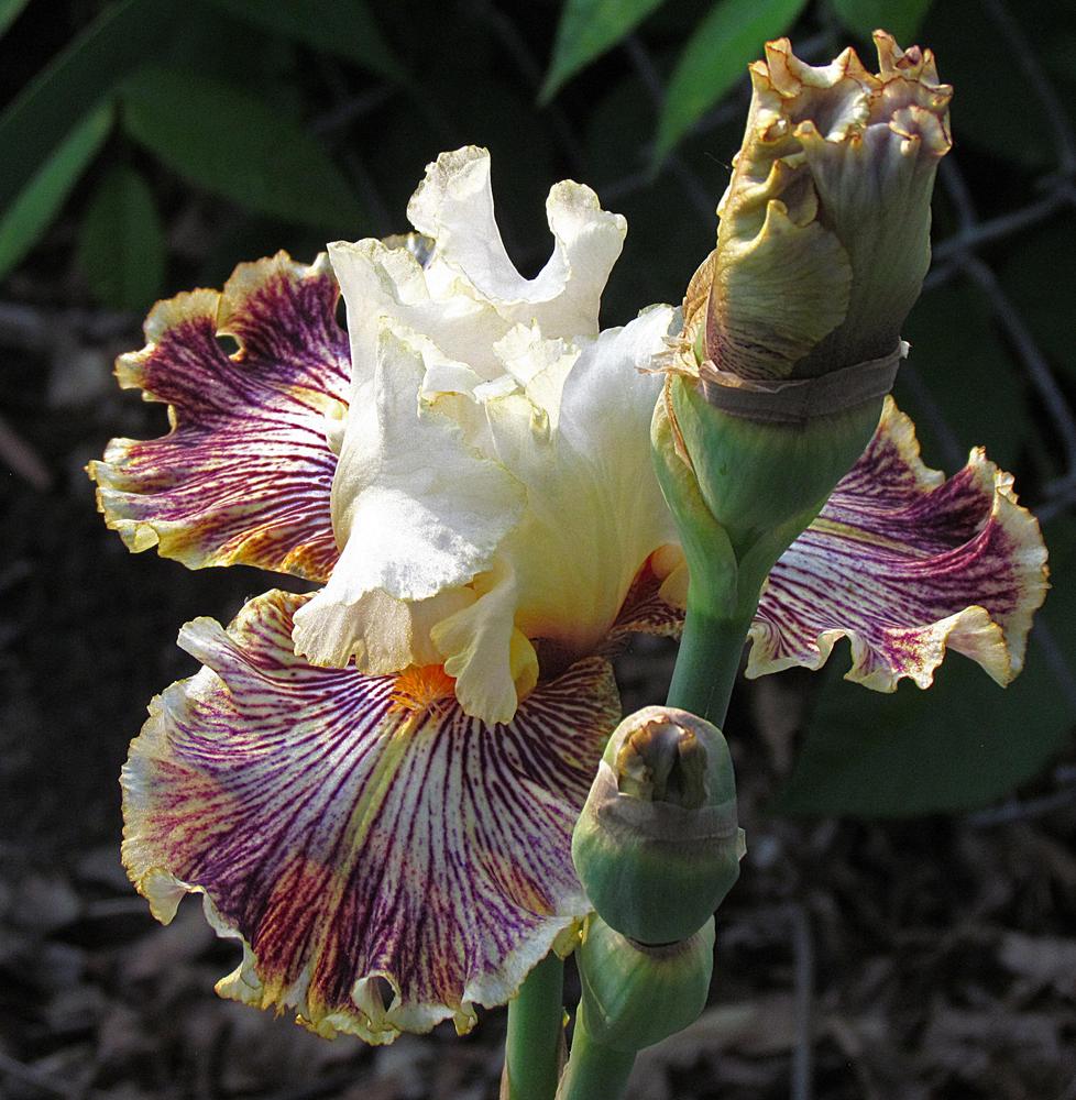 Photo of Tall Bearded Iris (Iris 'Insaniac') uploaded by LynNY