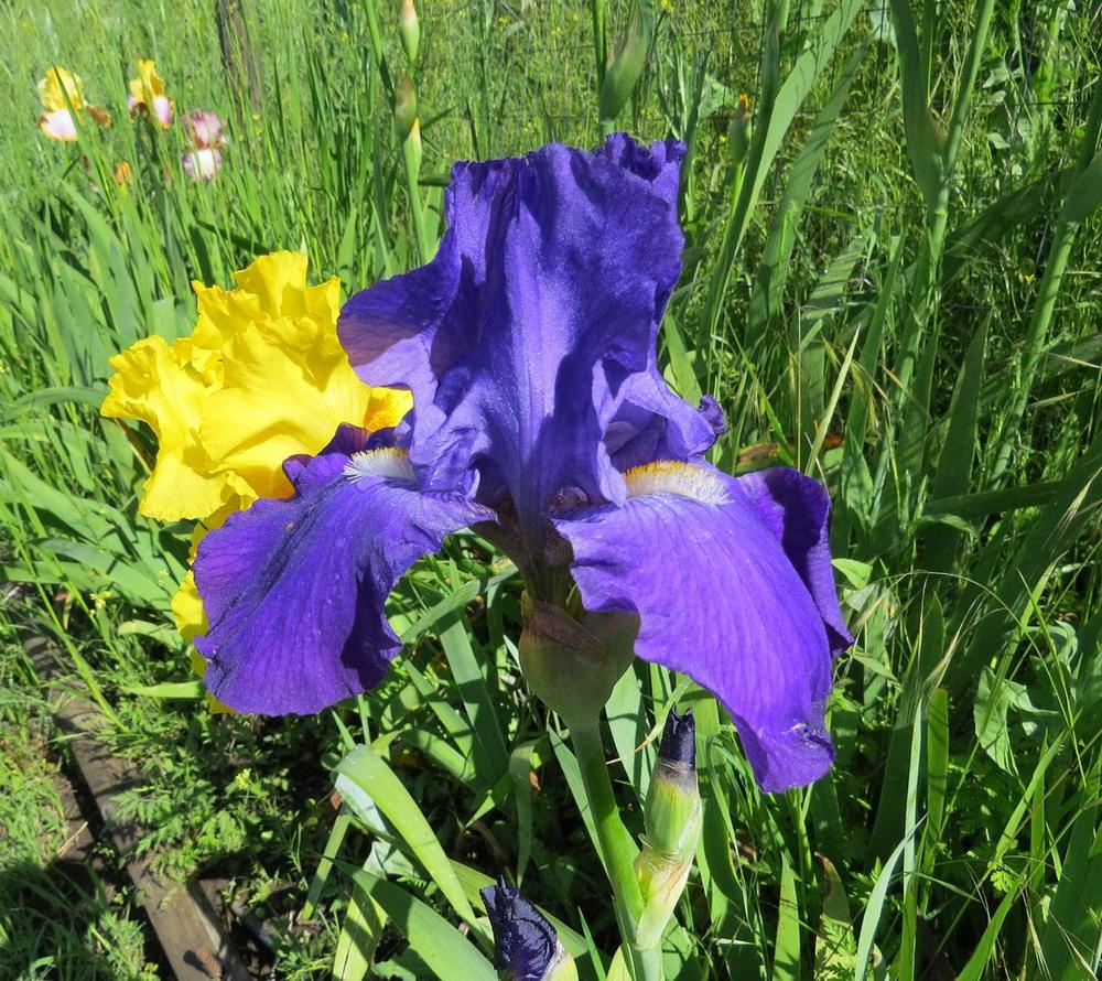 Photo of Tall Bearded Iris (Iris 'Feed Back') uploaded by Natalie